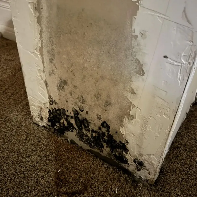 Professional Mold Removal in Middletown, IN